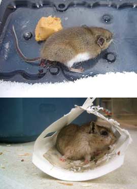 Как отмыть клей от мышей