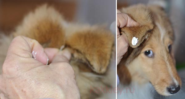 Инструкция как клеить уши собаке