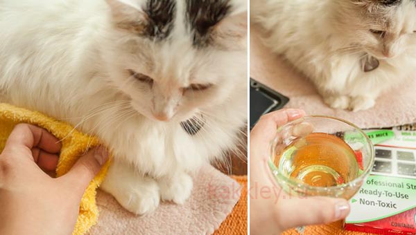 Как отмыть кошку от клея